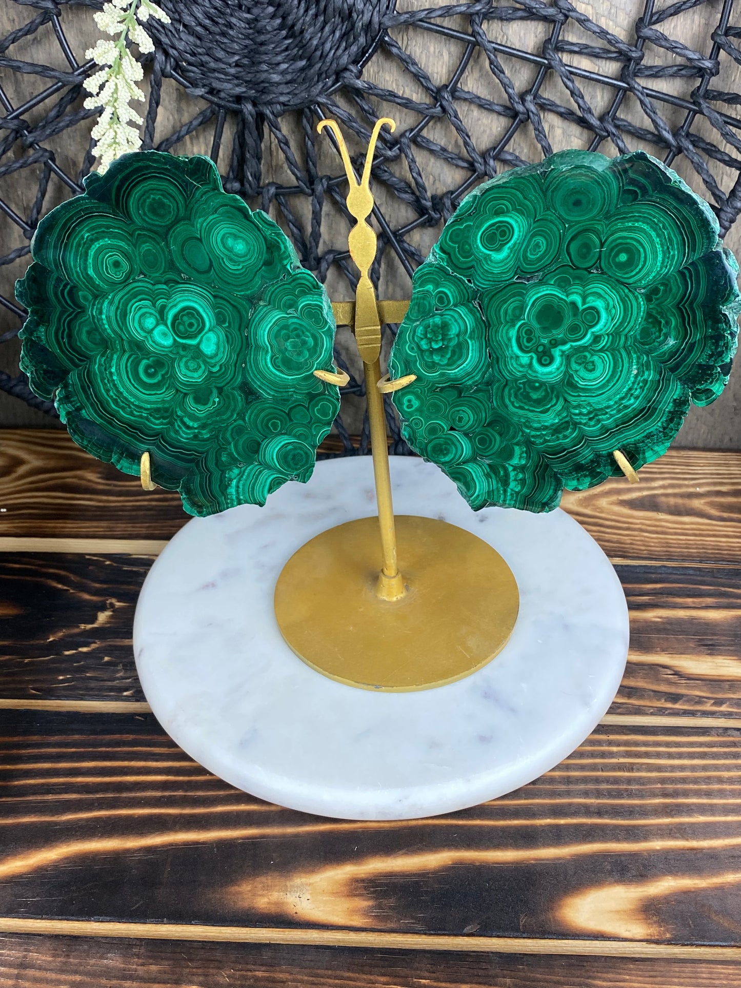 Malachite Wings on Custom Stand